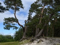 028 Äraspidiselt Uhla-Rotiküla rajal. Foto: Urmas Saard / Külauudised