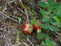 042 Äraspidiselt Uhla-Rotiküla rajal. Foto: Urmas Saard / Külauudised
