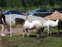 Avatud talude pä Loigu talus. Foto: Urmas Saard / Külauudised