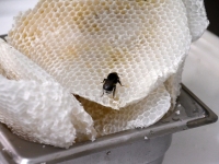 Avatud talude päeval Puusepa mesindustalus. Foto: Urmas Saard / Külauudised