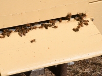 Avatud talude päeval Puusepa mesindustalus. Foto: Urmas Saard / Külauudised