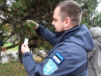 Helkuripuu ehtimisel Pärnu Lastepargis. Foto: Urmas Saard / Külauudised