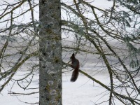 Orav Jõgeva alevikus lipuheiskamist uudistamas. Foto: Sirje Kalev