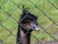 Jaanalinnufarmis Muhu saarel. Fotod: Urmas Saard / Külauudised