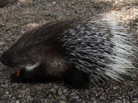 Jaanalinnufarmis Muhu saarel. Fotod: Urmas Saard / Külauudised