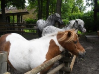 Jaanalinnufarmis Muhu saarel. Fotod: Urmas Saard / Külauudised