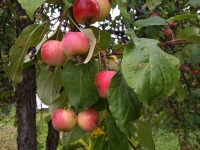 Paradiisiõunad Jõgeva aedlinnas. Foto: Jaan Lukas