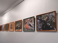 Joosep Ailiste fotod Sindi raamatukogus. Foto: Urmas Saard / Külauudised