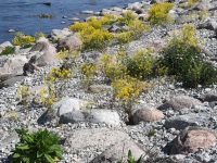 Cesise Y-klubiga Sindi jälgedel. Foto: Urmas Saard / Külauudised