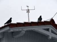 Kolmekuningapäeval Raeküla Vanakooli keskuse instalatsiooni juures. Foto: Urmas Saard / Külauudised