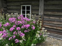 Kolmel päeval Pärnu väärikatega Hiiumaal. Foto: Urmas Saard / Külauudised