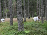 Kolmel päeval Pärnu väärikatega Hiiumaal. Foto: Urmas Saard / Külauudised