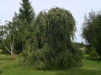 058 Lepiku-Mardi kollektsioonaed avatud talude päeval. Foto: Urmas Saard / Külauudised