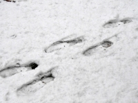 Lumi 25. aprilli hommikul Sindis. Foto: Urmas Saard / Külauudised
