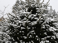 Lumi 25. aprilli hommikul Sindis. Foto: Urmas Saard / Külauudised