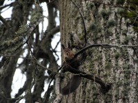 Pärnu väärikatega Padise kloostris. Foto: Urmas Saard / Külauudised
