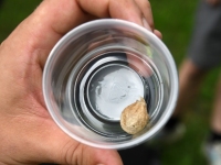 Raeküla VI tänavafestival Augustijäljed. Foto: Urmas Saard / Külauudised