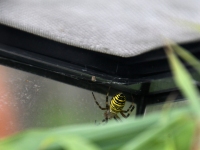 Raeküla VI tänavafestival Augustijäljed. Foto: Urmas Saard / Külauudised