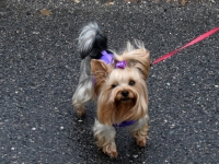 Raeküla VI tänavafestival Augustijäljed. Foto: Urmas Saard / Külauudised