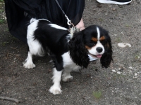 Raeküla VI tänavafestival Augustijäljed. Foto: Urmas Saard / Külauudised