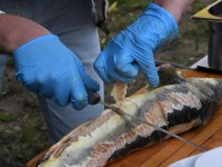 045 Rändekalade päev Padisel. Foto: Urmas Saard / Külauudised