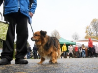 Seljametsa viies sügislaat. Foto: Urmas Saard / Külauudised