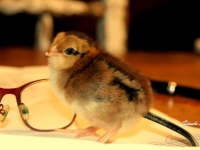 Tibu ja prillid. Foto: Jana Lebedeva