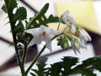 007 Solanum sisymbriifolium, unilook-maavits. Foto: Urmas Saard