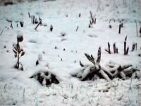 005 Tänavuse sügise esimene lumi Sindis. Foto: Urmas Saard