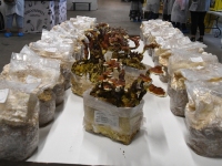 Tõrvas Shroomwell’i seentekasvatuses. Foto: Urmas Saard / Külauudised 