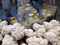 Tõrvas Shroomwell’i seentekasvatuses. Foto: Urmas Saard / Külauudised 