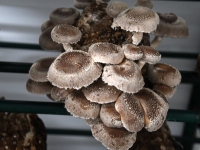 Tõrvas Shroomwell’i seentekasvatuses. Foto: Urmas Saard / Külauudised 