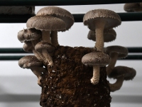 Tõrvas Shroomwell’i seentekasvatuses. Foto: Urmas Saard / Külauudised 