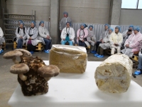 Tõrvas Shroomwell’i seentekasvatuses. Foto: Urmas Saard / Külauudised 