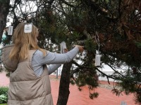 Üheksandat aastat Pärnu Lastepargis helkureid riputamas. Foto: Urmas Saard / Külauudised
