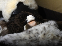 VII Pärnu Jõuluturu avamine. Foto: Urmas Saard / Külauudised