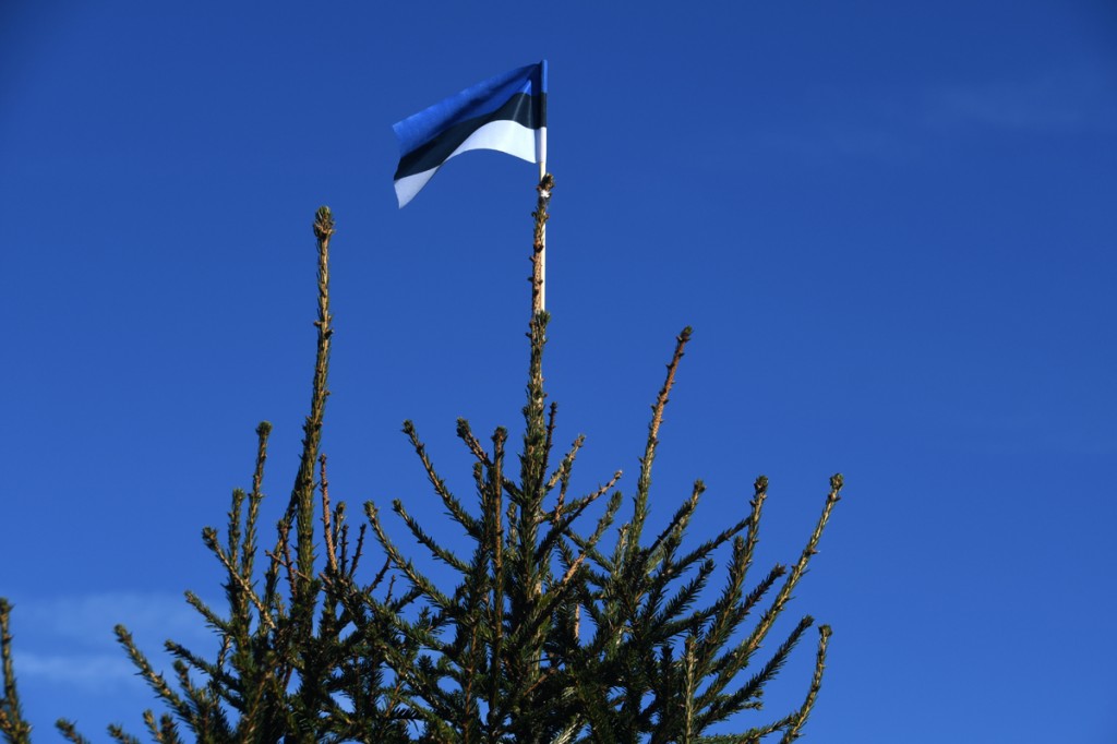 Eesti lipp kuuse ladvas Foto Urmas Saard