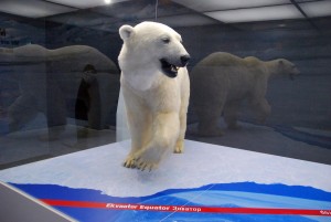Jääkaru Jääaja Keskuse näidiste seas Foto Urmas Saard