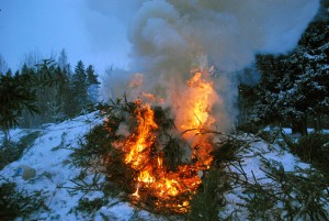 Kuuskede põletamine naabrite juures, Paikuse alevis Foto Urmas Saard