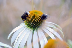 Mesilased õiel Foto Urmas Saard