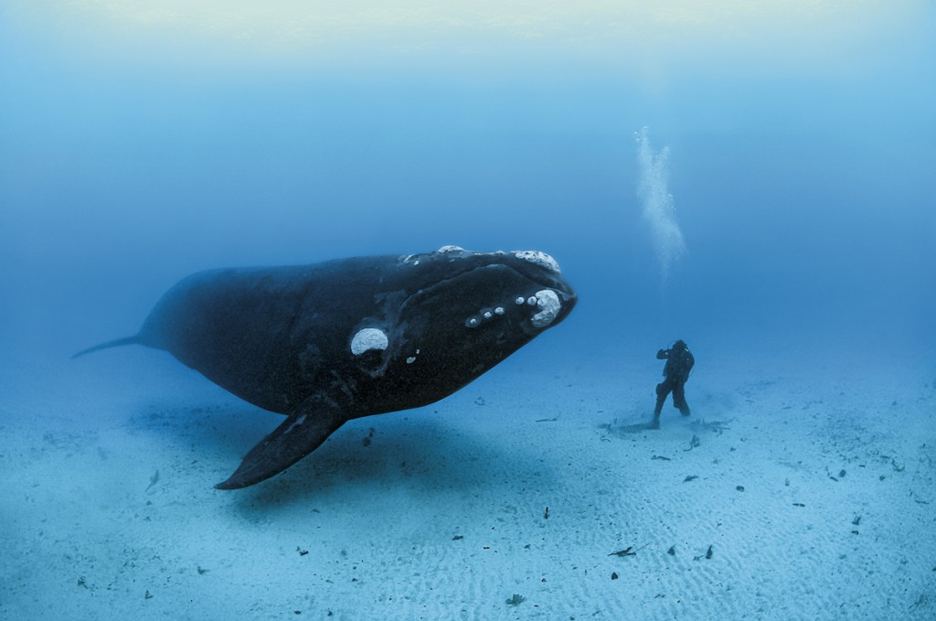OCEAN SOUL RIGHT WHALE / FOTOGRAAF BRIAN SKERRY / NATIONAL GEOGRAPHIC