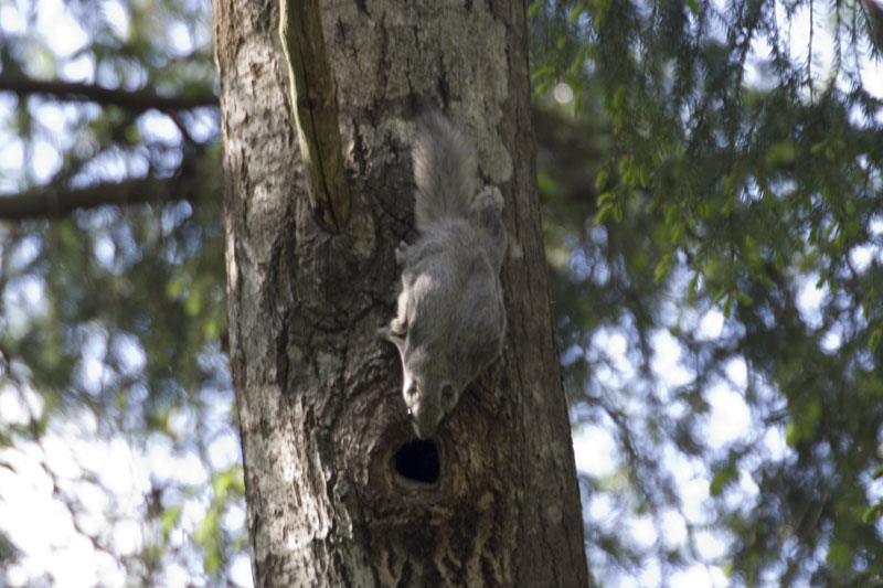 Pteromys volans Flying squirrel