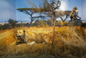 Savanni dioraam TÜ loodusmuuseumis. Aavo Kaine foto