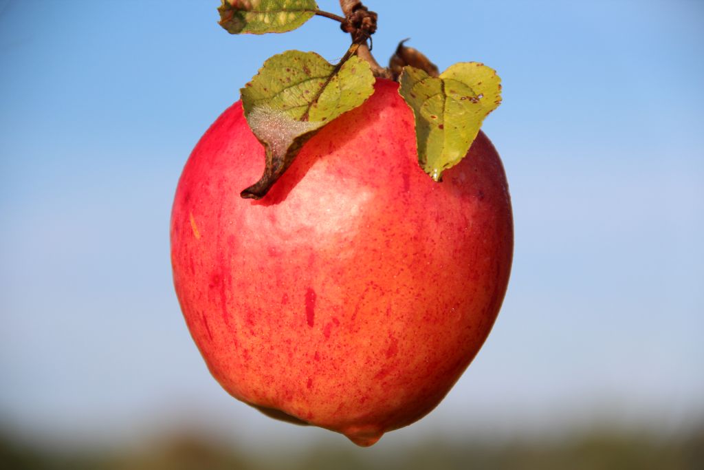 Vili Hea ja Kurja Tundmise puult küsib: kus on madu või õunauss? Foto: Kylauudis.ee