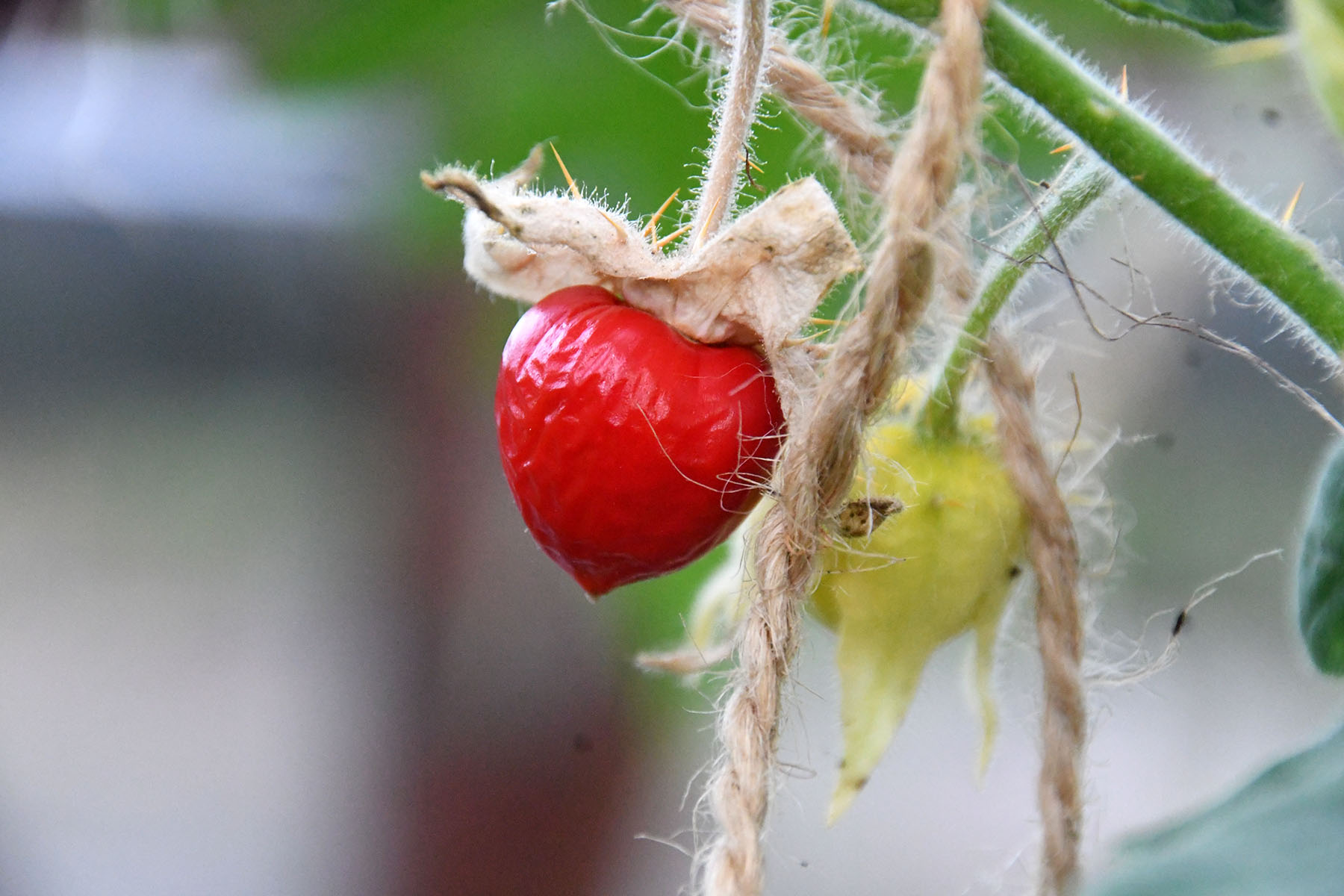Vilja kandev unilook-maavits meenutab väliselt mõneti füüsalit, maitselt pigem tomatit. Foto Urmas Saard