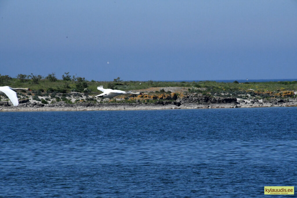 Vilsandi rahvuspark liideti rahvusvahelise tähtsusega ehk Ramsari alaga 17. juunil 1997. Foto: Urmas Saard / Külauudised  Päevatoimetaja Täna, rahvusvahelisel m