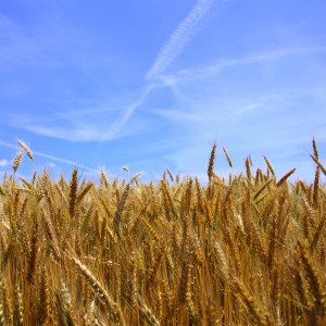 Wheat and Blue Sky